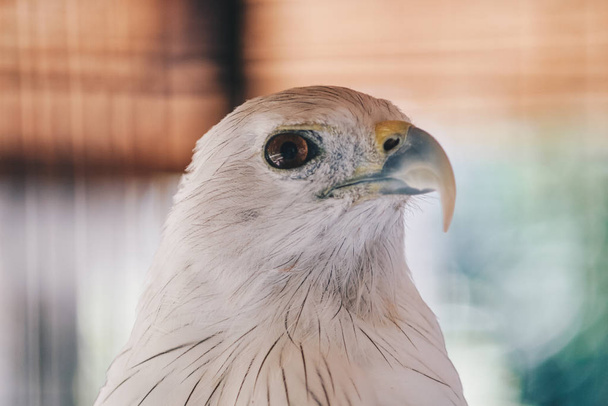 Falcon bird in zoo. Close up shot  - Zdjęcie, obraz