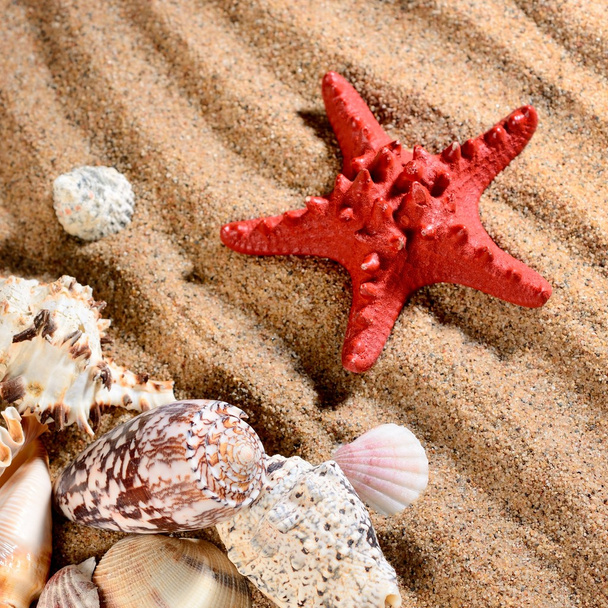 Sea star and shells on the sandy beach - 写真・画像