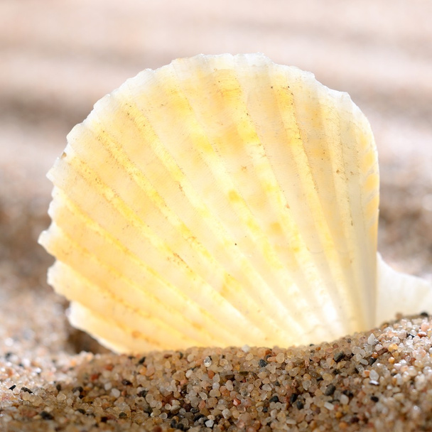 θαλασσινό κέλυφος στην αμμώδη παραλία - Φωτογραφία, εικόνα