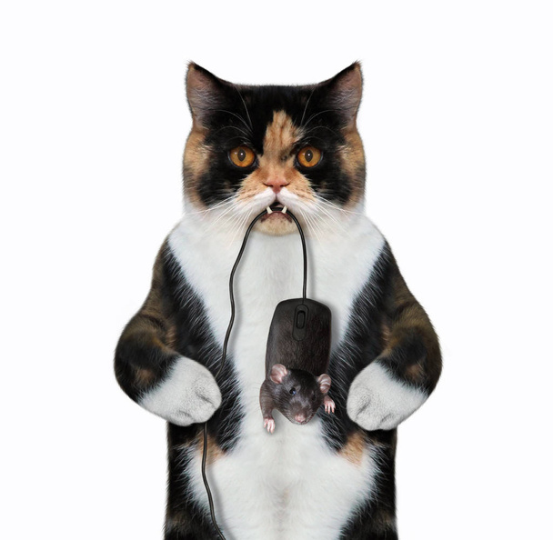 Кот поймал компьютерную мышь 2
 - Фото, изображение