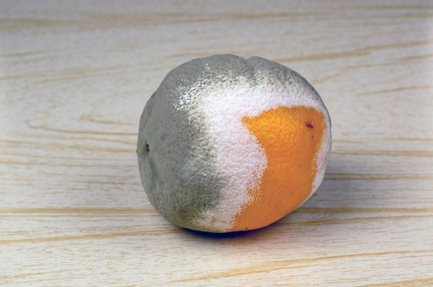 Πορτοκαλί φρούτο καλυμμένο με μούχλα στο τραπέζι. Κλείσιμο. - Φωτογραφία, εικόνα