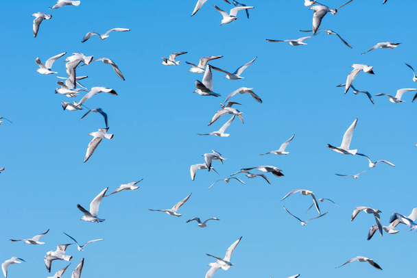 Velká skupina černohlavých Gullů na modré obloze v zimě ve Spojených arabských emirátech (Chroicocephalus ridibundus). - Fotografie, Obrázek