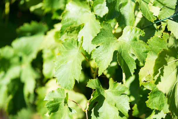 Green leaves of grapes at sunlight. - Foto, Imagen