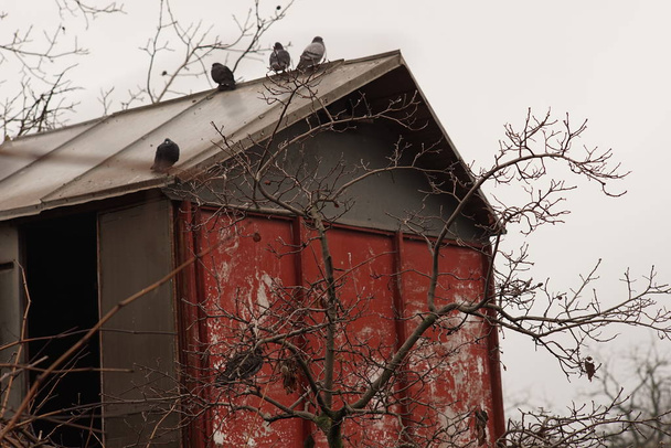 Старий голубник в осінньому хмарному саду, сільській будівлі
. - Фото, зображення