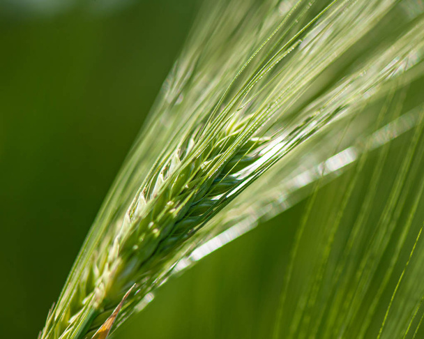 Green ears of young wheat, close-up. For your design. - Fotografie, Obrázek