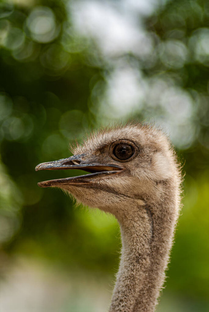 Ostrich head on a background of plants, close-up. Design element. - Photo, image