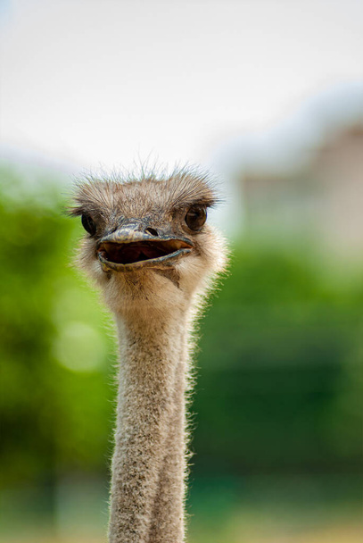 Ostrich head on a background of plants, close-up. Design element. - Fotó, kép