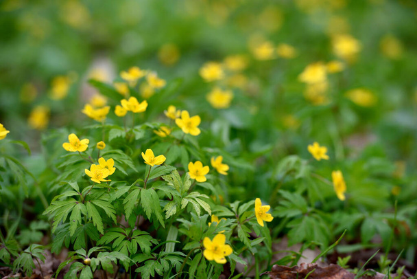 Brightl yellow wildflowers ranunculuses - 写真・画像