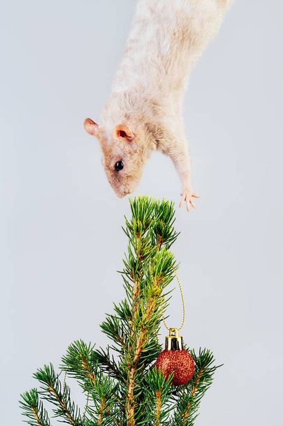 White thoroughbred rat hanging from above over christmas tree - Foto, Bild