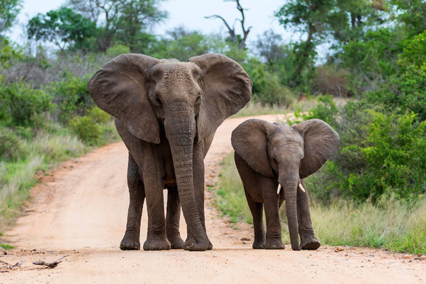Elephant herd in the Kruger National Park in South Africa - 写真・画像