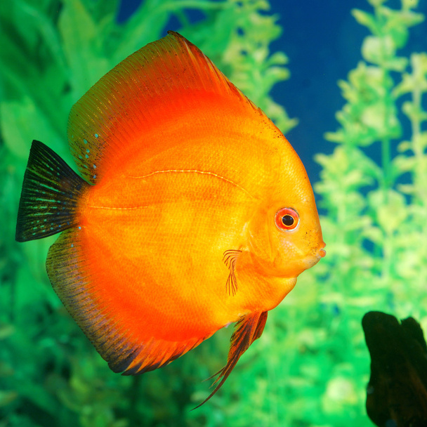 Discus fish Symphysodon spp. in aquarium - Photo, Image