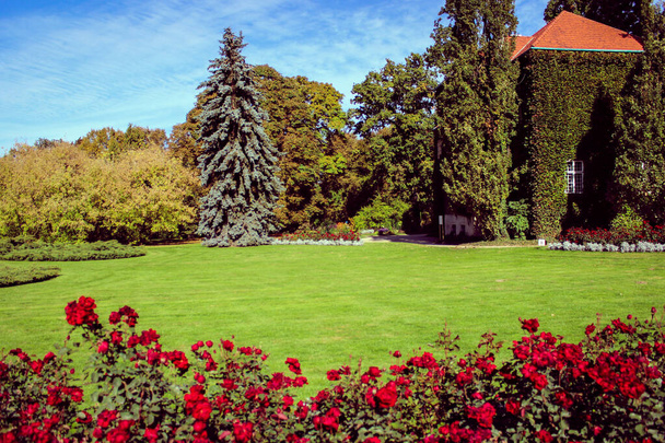 Krásný květinový záhon s růžovými keři a za ním zelený trávník - Fotografie, Obrázek