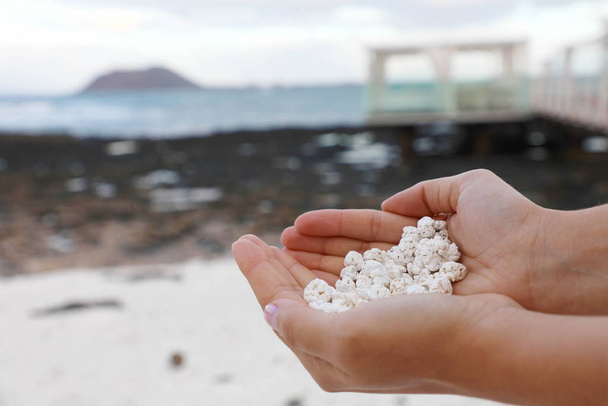 weiße Korallenreste, die aussehen wie Popcorn an der Hand in playa de majanicho, fuerteventura, Spanien - Foto, Bild