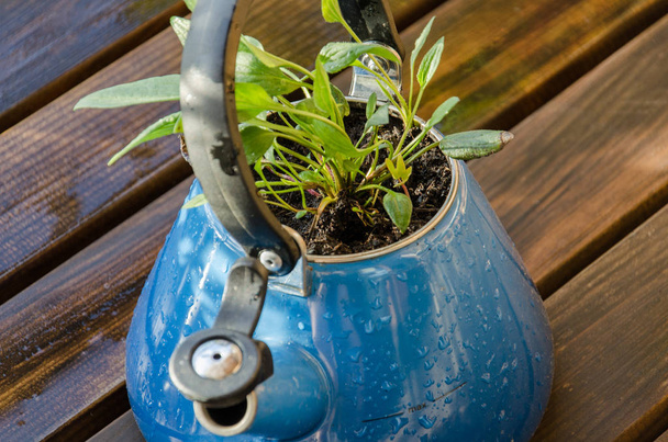 Old blue teapot with green plant in it. Teapot on wooden balcony - Фото, изображение