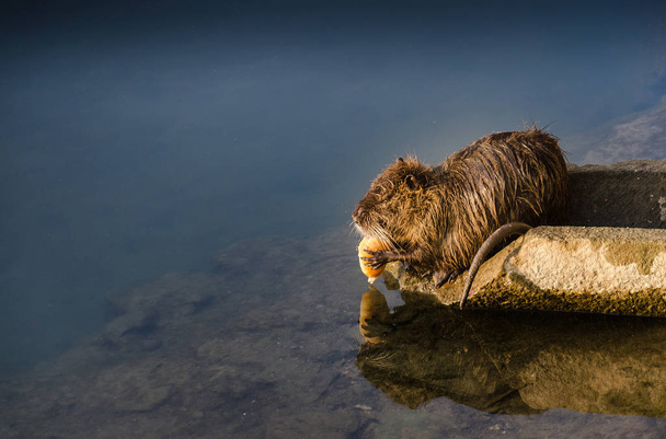 nutria near water in a park , wildlife  - Photo, Image