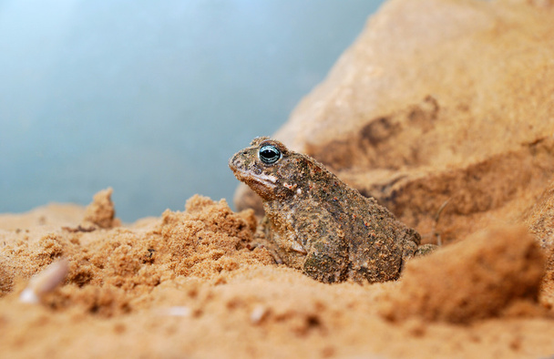 Sand toad in terrarium - Photo, Image