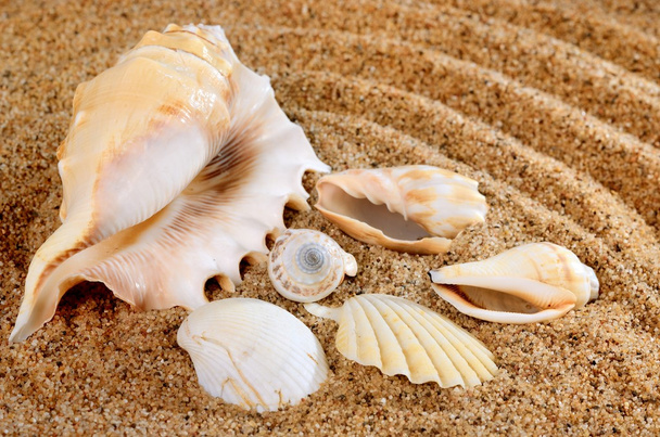 conchas marinas en la playa de arena - Foto, Imagen