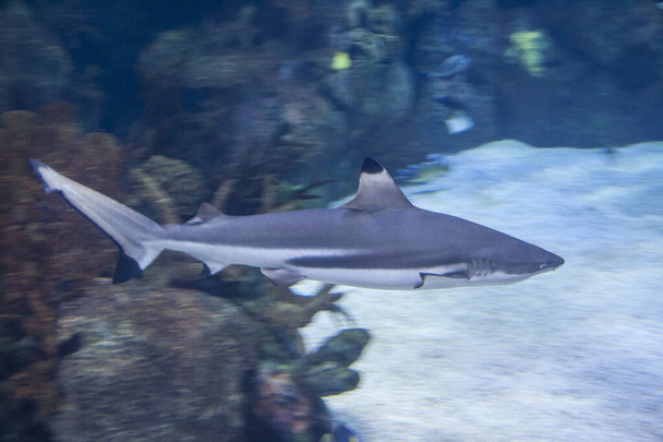 squalo pinna nera della barriera corallina - Carcharhinus melanopterus - pesce di acqua salata
 - Foto, immagini