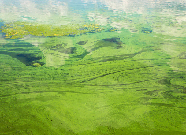 Groene stromende watermassa 's op de Oekraïense rivier Dnipro bedekt door cyanobacterias als gevolg van fytoplankton evolutie in het hete seizoen - Foto, afbeelding