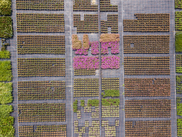 Воздушный обзор рядов выращиваемых молодых растений в питомнике
  - Фото, изображение