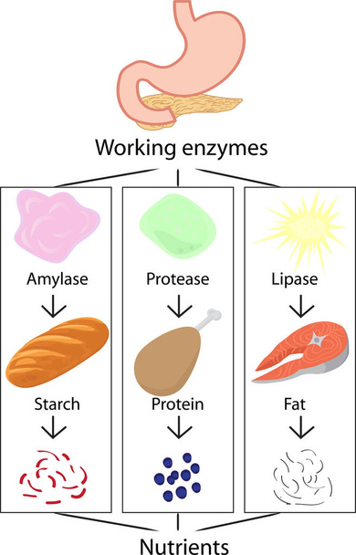 Trabalho de enzimas convertendo alimentos digeridos em nutrientes ilustração vetorial infográficos
 - Vetor, Imagem