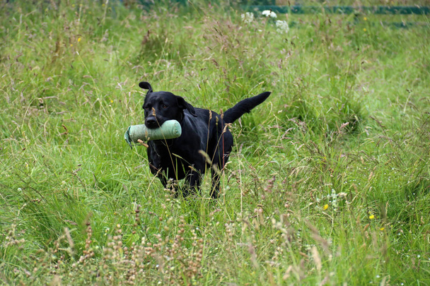 Chien Labrador noir avec mannequin d'entraînement dans un champ
 - Photo, image