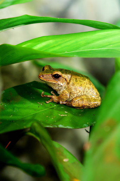 Brown frog stitting on the leaf - Photo, Image