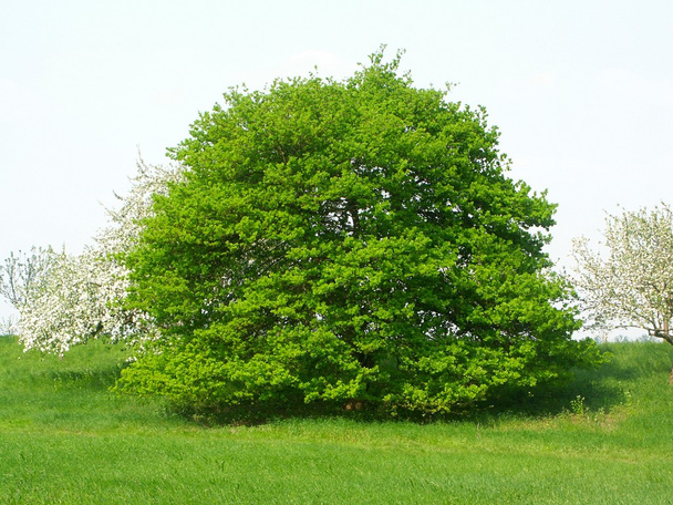 Spring Tree - Фото, изображение