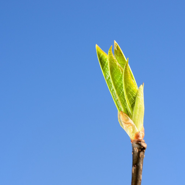 botão árvore verde close-up contra o céu azul na primavera
 - Foto, Imagem