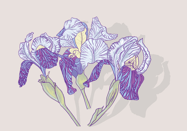 Iris flowers - Vektör, Görsel