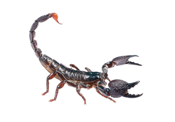 Scorpion Pandinus imperator in posture of agression isolated - Photo, Image