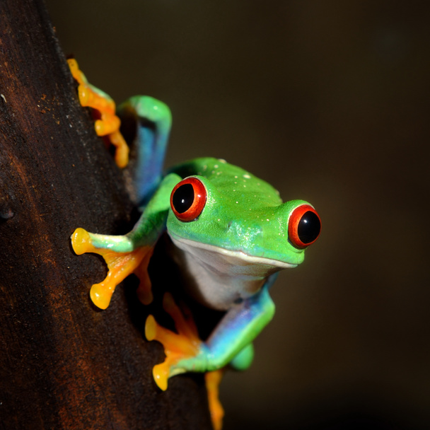 Kırmızı gözlü kurbağa (Agalychnis callidryas) yakın plan bir ağaç kütüğünün üzerinde oturuyor. Hayvanat bahçesi, teraryum, zooloji, herpetoloji, bilim, eğitim. Neotropik yağmur ormanlarının vahşi yaşamı - Fotoğraf, Görsel