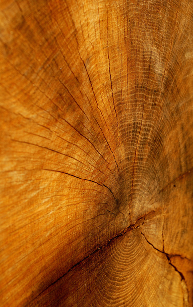 Cutted tree texture - Photo, Image