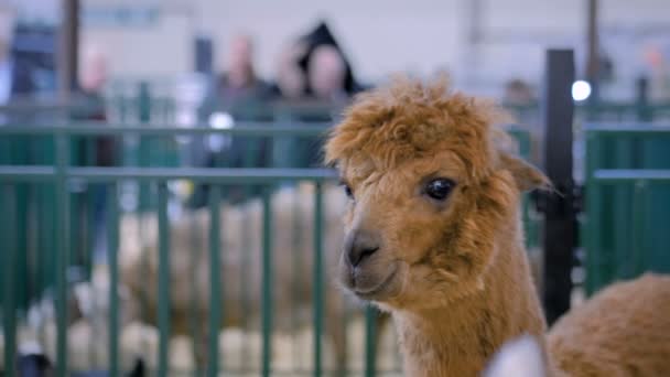 Porträt des braunen Alpakas bei der Ausstellung landwirtschaftlicher Tiere - Nahaufnahme - Filmmaterial, Video