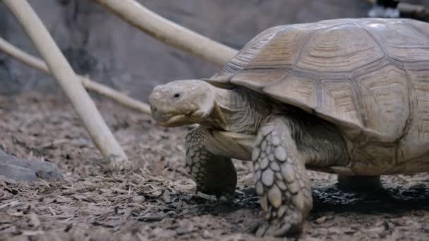 Πορτρέτο της μεγάλης τεμπέλης χελώνας - Πλάνα, βίντεο