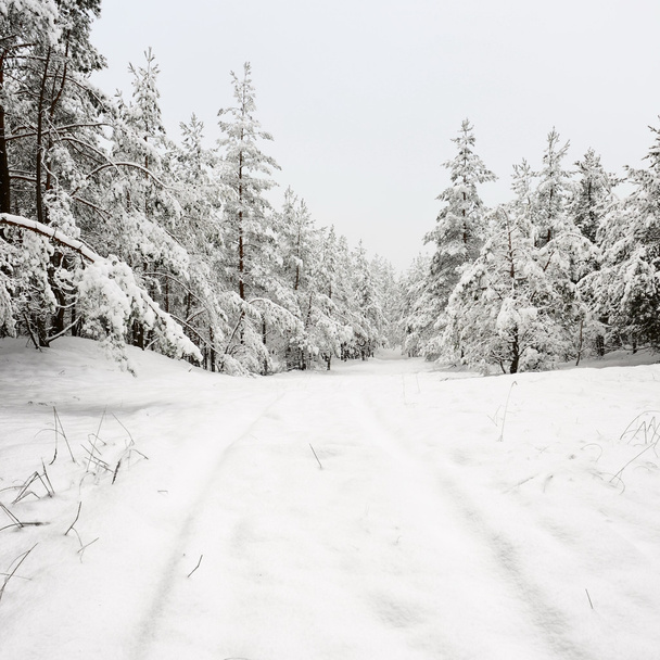 drogi i szron na drzewach w zimie - Zdjęcie, obraz