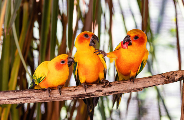 Вид на трех попугаев Sun Conure, дерущихся за кусок яблока
 - Фото, изображение