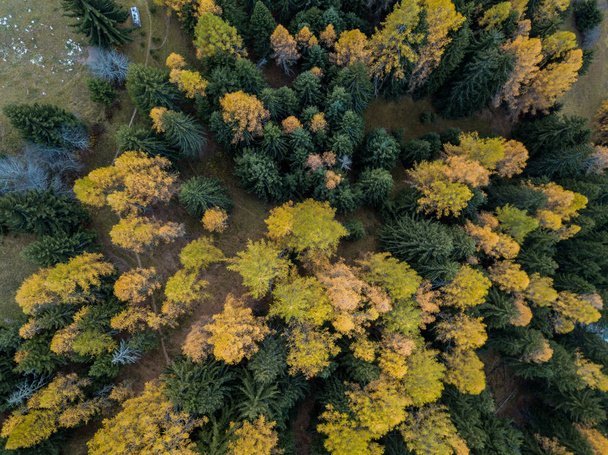 Widok z lotu ptaka drzew żółty jesienią - Zdjęcie, obraz
