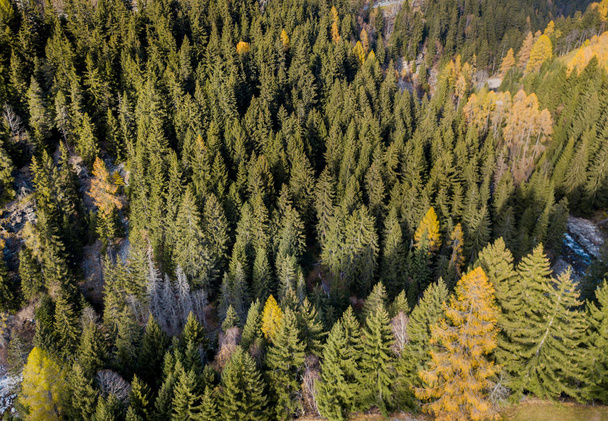 Sonbaharda sarı ağaçlarının havadan görünümü - Fotoğraf, Görsel