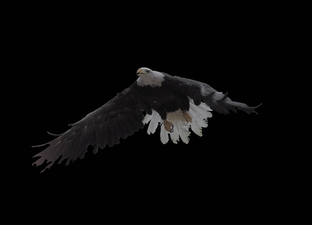 Aigle aux ailes ouvertes isolé
 - Photo, image