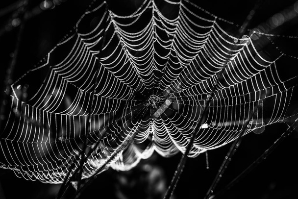 Sieć pajęcza w ciemnym lesie  - Zdjęcie, obraz