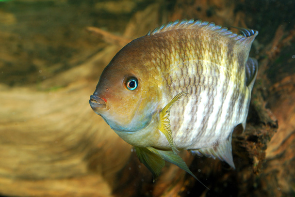 Cichlasoma sajica fish in aquarium - Photo, Image