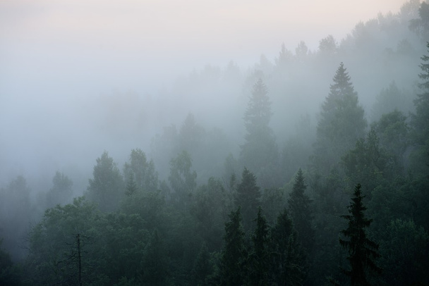 Les v sugulda kryl v silné - Fotografie, Obrázek
