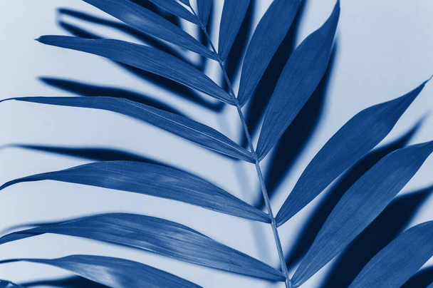 Palm leaf close-up tonificado en azul clásico de moda - color del concepto del año 2020
 - Foto, imagen