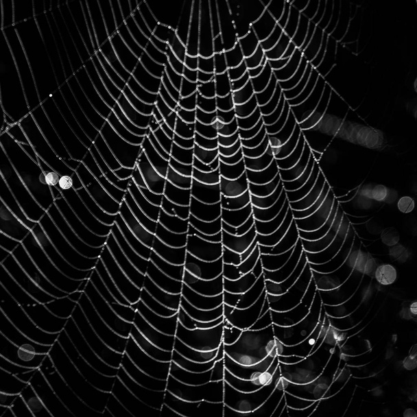 Spinnennetz im dunklen Wald  - Foto, Bild