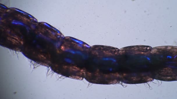 Panning de camera langs een lange levende worm Chaoborus transparante organen - Video