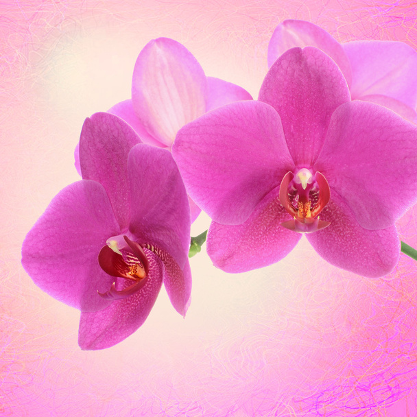 beyaz izole koyu pembe orkide çiçek yakın çekim - Fotoğraf, Görsel