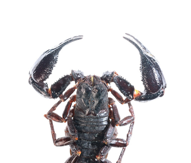 Scorpion (Heterometrus) op wit wordt geïsoleerd - Foto, afbeelding