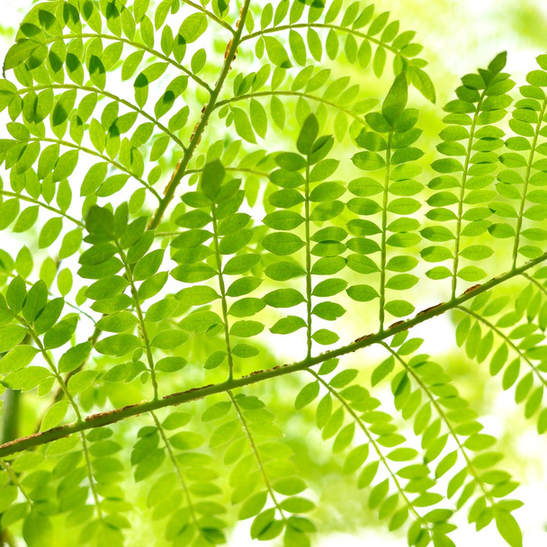 grüne tropische Pflanzen aus nächster Nähe - Foto, Bild