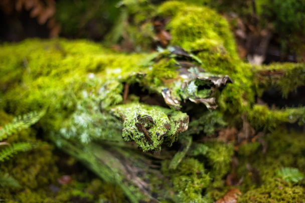 Beautiful mossy abstract images on the surface of an old log. Old fallen tree stump in green moss. Green background. Natural ecological decorations. Organic decor. Wood covered with moss. Horizontal. - 写真・画像